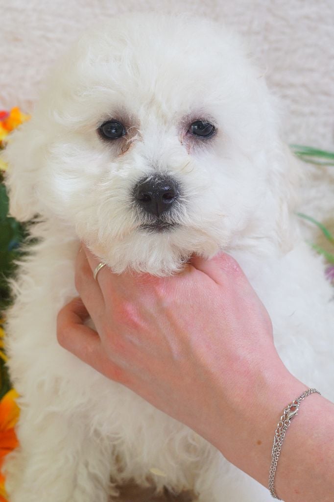 Du Royaume Des Quatre Pattes - Chiots disponibles - Bichon Frise