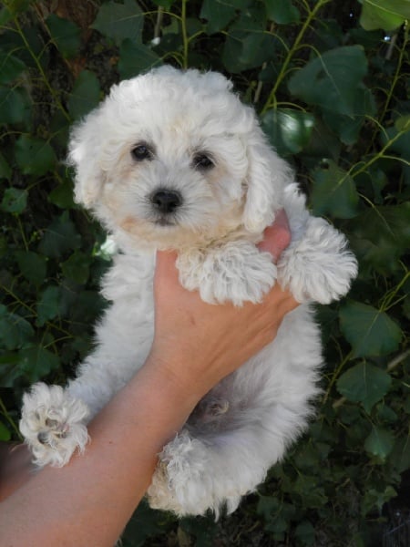 Du Royaume Des Quatre Pattes - Bichon Frise - Portée née le 10/07/2012