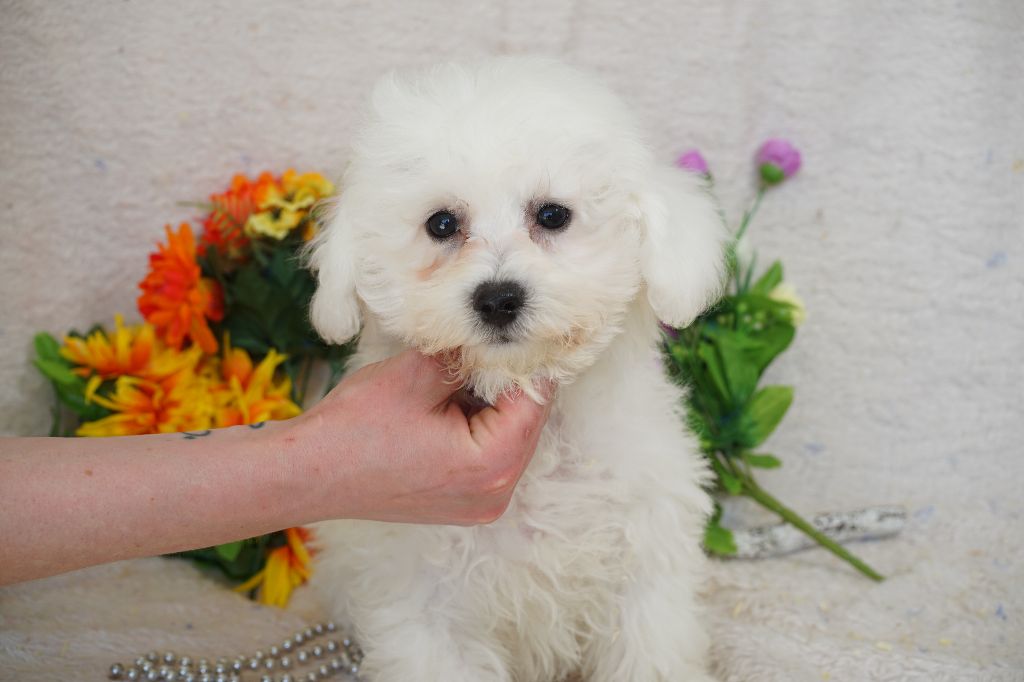 Du Royaume Des Quatre Pattes - Chiots disponibles - Bichon Frise