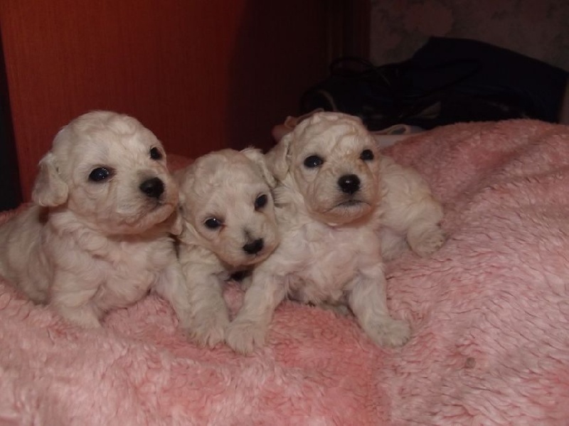 Du Royaume Des Quatre Pattes - Bichon Frise - Portée née le 20/10/2014