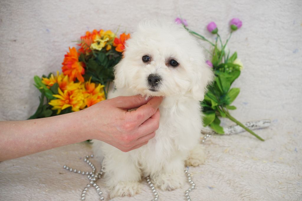 Du Royaume Des Quatre Pattes - Chiots disponibles - Bichon Frise