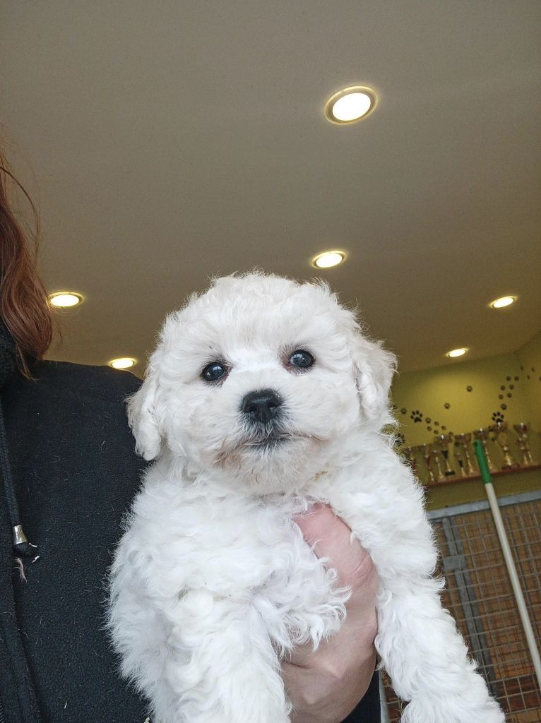 Chiot Bichon Frise Du Royaume Des Quatre Pattes