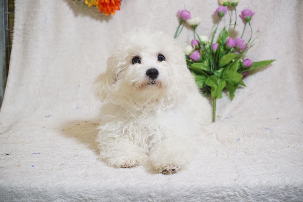 Du Royaume Des Quatre Pattes - Chiots disponibles - Bichon Frise