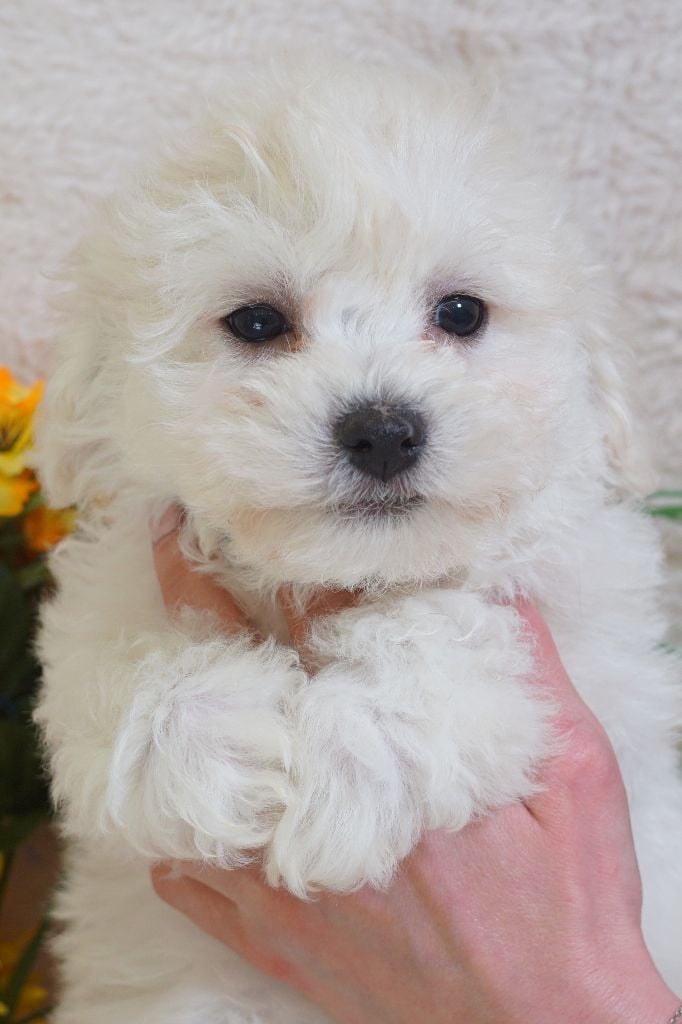 Du Royaume Des Quatre Pattes - Chiots disponibles - Bichon Frise