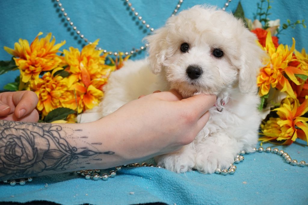 Du Royaume Des Quatre Pattes - Chiots disponibles - Bichon Frise