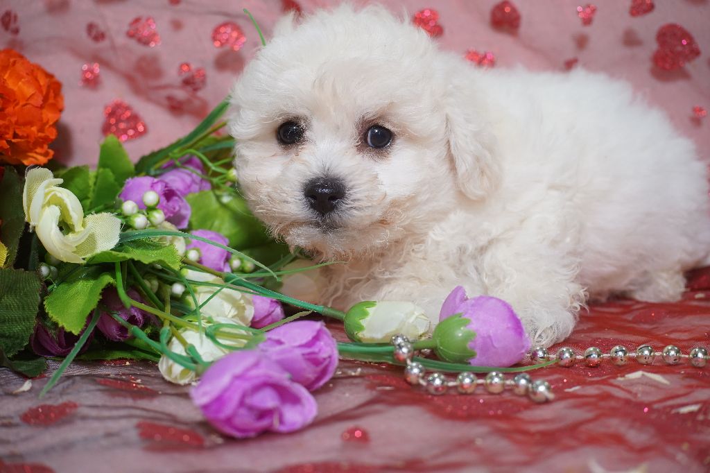 Du Royaume Des Quatre Pattes - Chiots disponibles - Bichon Frise