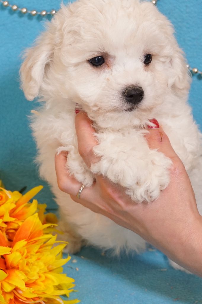 Du Royaume Des Quatre Pattes - Chiots disponibles - Bichon Frise