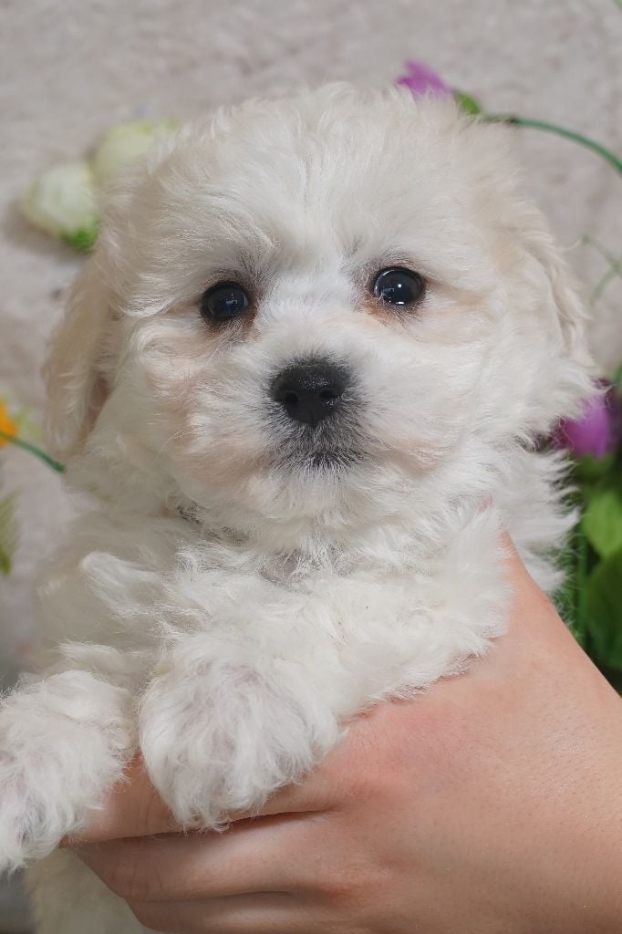 Du Royaume Des Quatre Pattes - Chiots disponibles - Bichon Frise