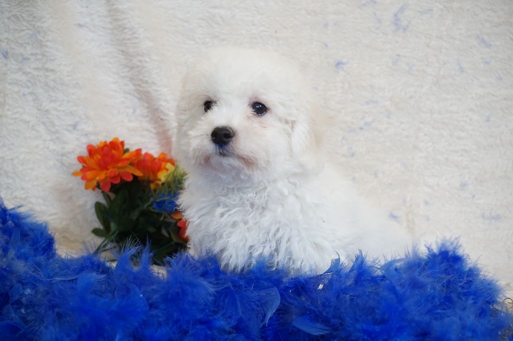 Du Royaume Des Quatre Pattes - Chiots disponibles - Bichon Frise