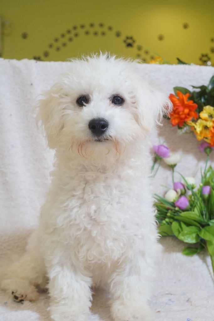 Du Royaume Des Quatre Pattes - Chiots disponibles - Bichon Frise