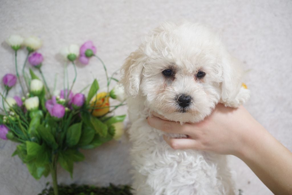 Du Royaume Des Quatre Pattes - Chiots disponibles - Bichon Frise