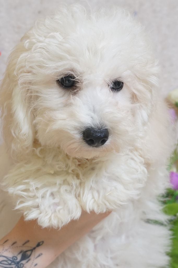 Du Royaume Des Quatre Pattes - Chiots disponibles - Bichon Frise