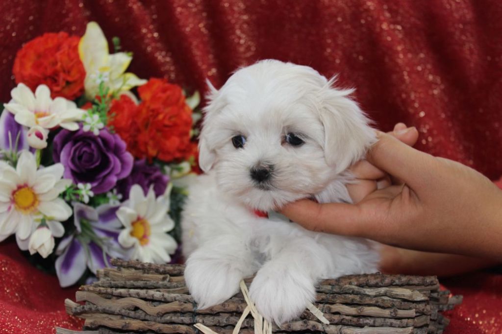 Chiot Bichon maltais Du Royaume Des Quatre Pattes