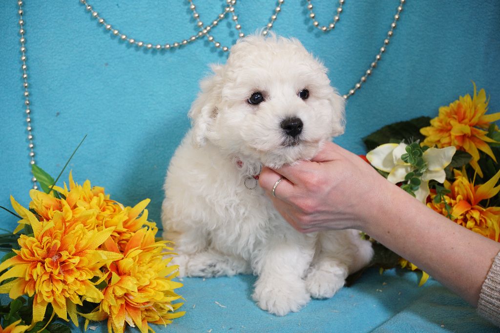 Du Royaume Des Quatre Pattes - Chiots disponibles - Bichon Frise