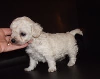 CHIOT mâle Bichon frisé