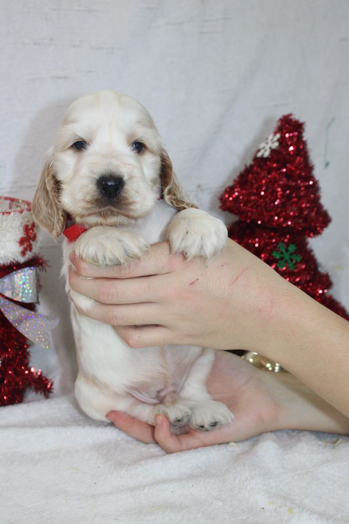 Chiot Cocker Spaniel Anglais Du Royaume Des Quatre Pattes