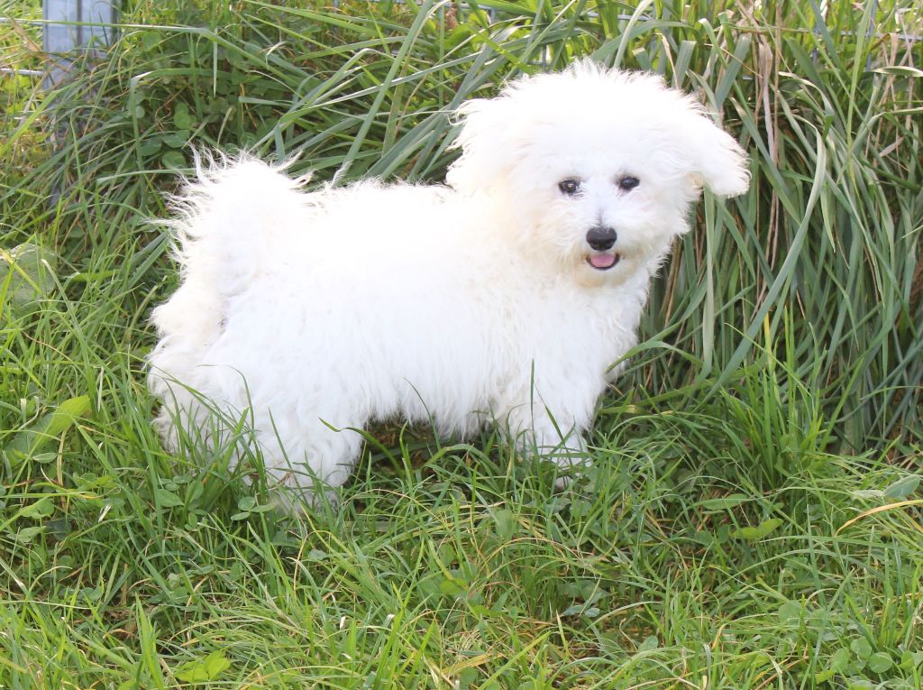 Du Royaume Des Quatre Pattes - Bichon Frise - Portée née le 07/05/2017