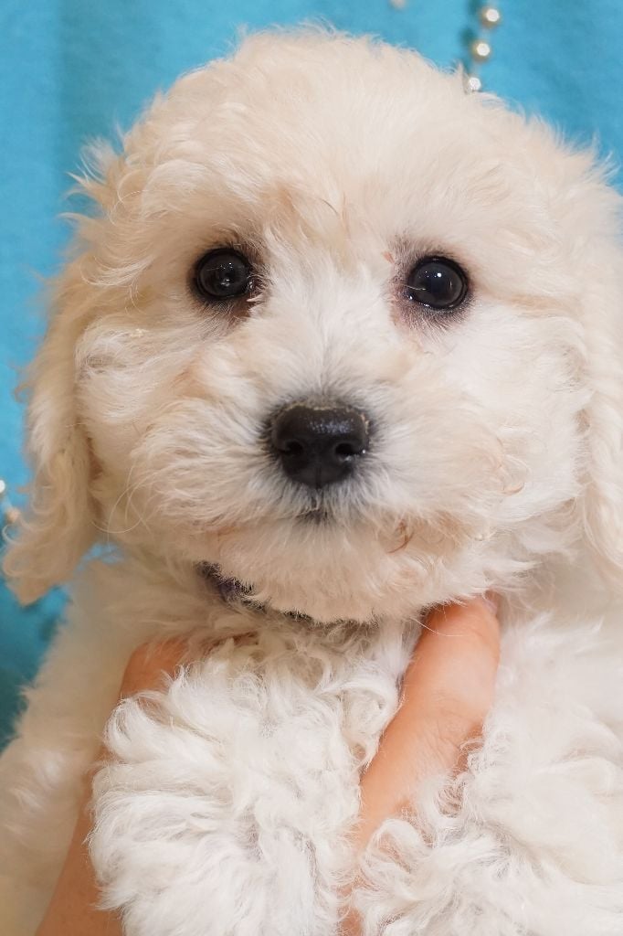 Du Royaume Des Quatre Pattes - Chiots disponibles - Bichon Frise