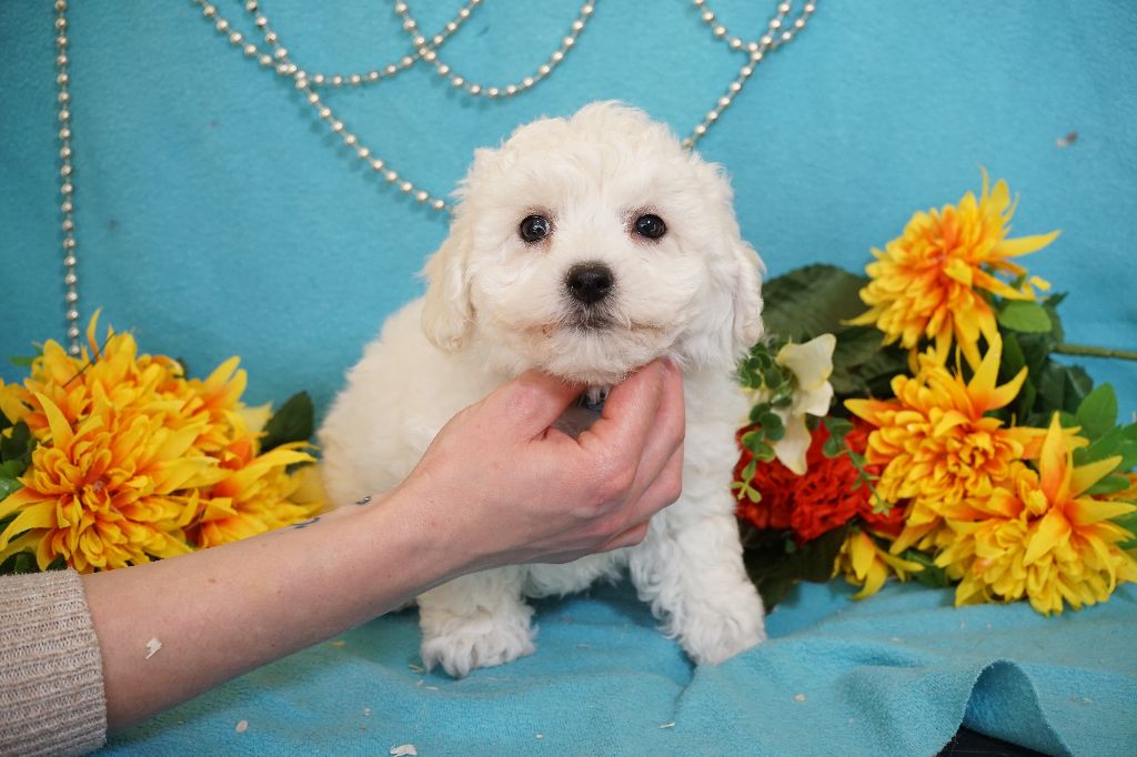 Du Royaume Des Quatre Pattes - Chiots disponibles - Bichon Frise