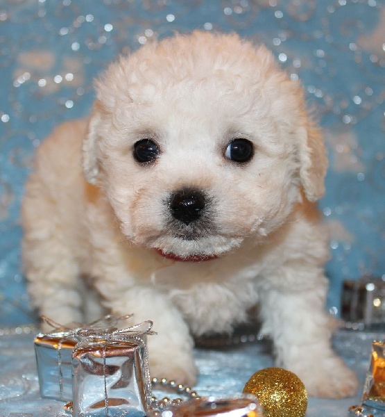 Du Royaume Des Quatre Pattes - Bichon Frise - Portée née le 24/11/2015