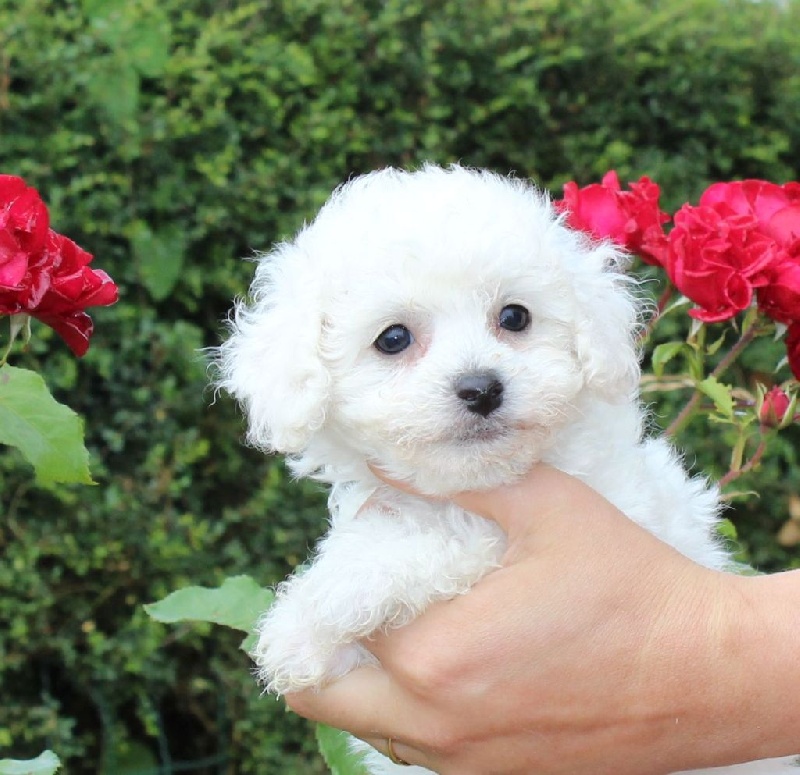 Du Royaume Des Quatre Pattes - Bichon Frise - Portée née le 25/05/2014