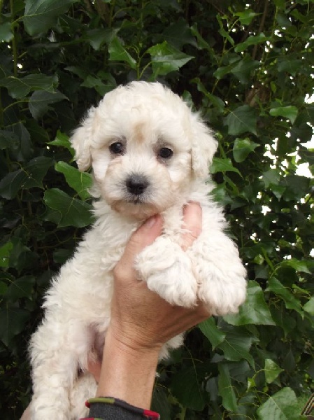 Du Royaume Des Quatre Pattes - Bichon Frise - Portée née le 06/06/2012