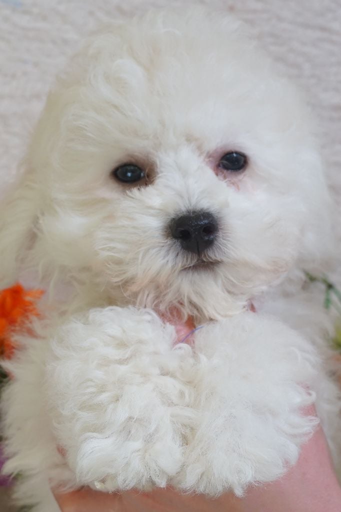 Du Royaume Des Quatre Pattes - Chiots disponibles - Bichon Frise