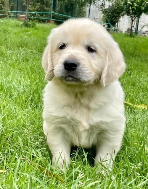 Du Coeur Des Terres - Golden Retriever - Portée née le 29/10/2024