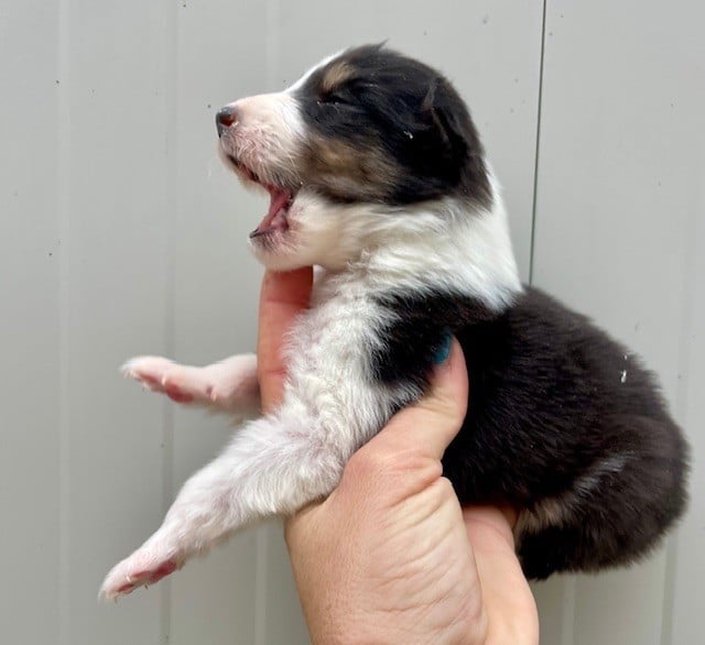 Du Coeur Des Terres - Chiots disponibles - Colley à poil long