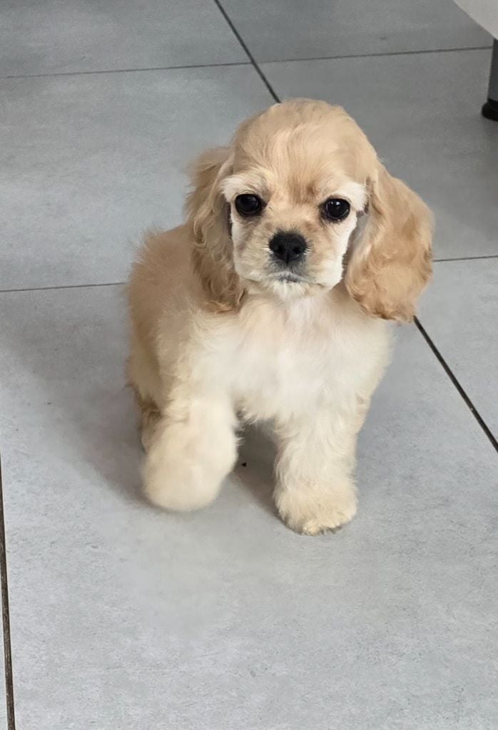 De L'écrin Des Précieuses - Chiots disponibles - American Cocker Spaniel