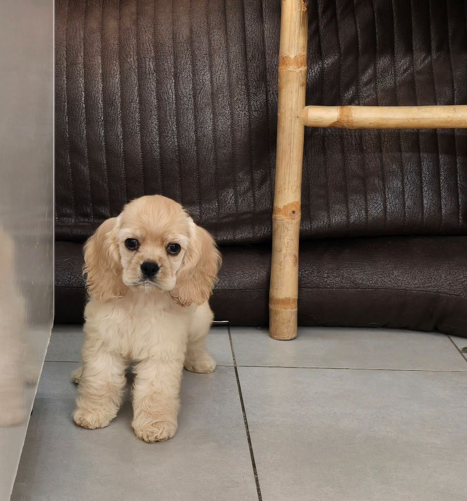 De L'écrin Des Précieuses - Chiots disponibles - American Cocker Spaniel