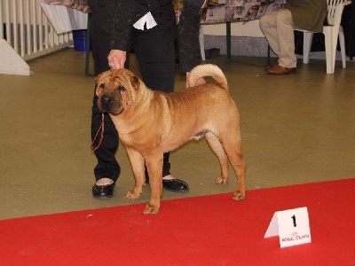 Des Lueurs Australes - Paris Dog Show 2014