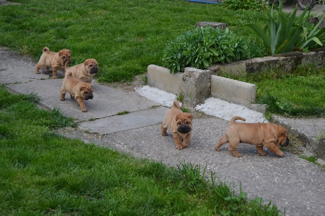 Des Lueurs Australes - les chiots ont 1 mois