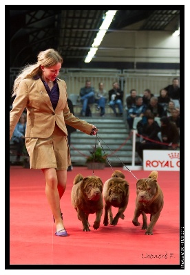 Des Lueurs Australes - Handling Paris Dog Show