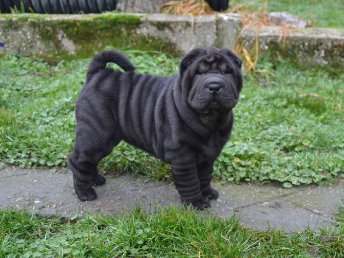 Des Lueurs Australes - Les chiots de Dune et Tchaé