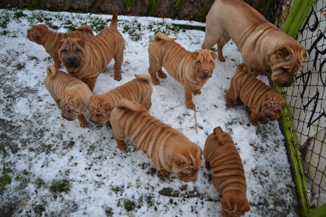 Des Lueurs Australes - super il neige !