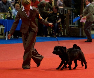 Des Lueurs Australes - International Luxembourg Dog Show Handling