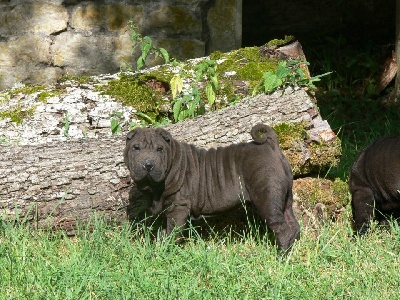 Des Lueurs Australes - Chiots noirs et Chocolat