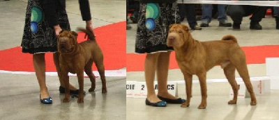 Des Lueurs Australes - Paris Dog Show 2013 Handling SharPeï