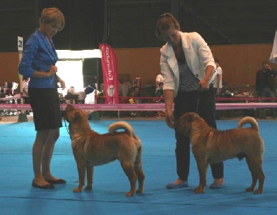 Des Lueurs Australes - Championnat de France 2012 Metz