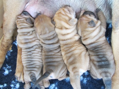 Des Lueurs Australes - Nouvelles photos des bébés