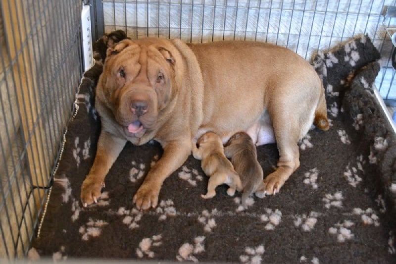 Des Lueurs Australes - Shar Pei - Portée née le 24/10/2014