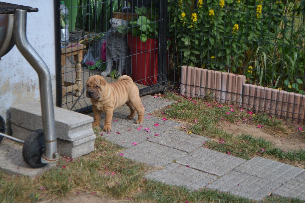 Des Lueurs Australes - Shar Pei - Portée née le 24/04/2023