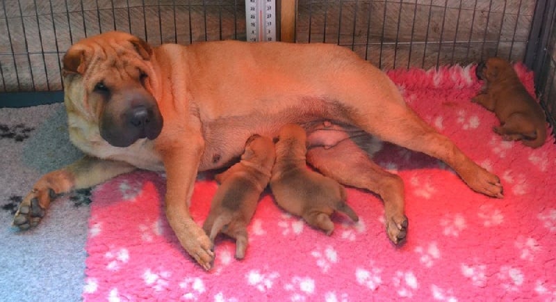 Des Lueurs Australes - Shar Pei - Portée née le 04/06/2014