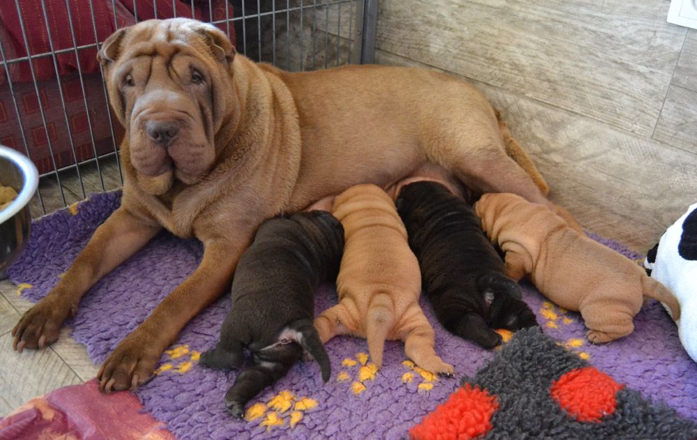 Des Lueurs Australes - Shar Pei - Portée née le 10/11/2017