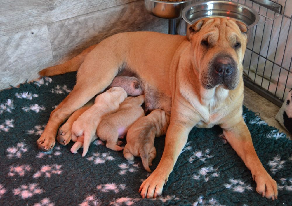 Des Lueurs Australes - Shar Pei - Portée née le 28/03/2017