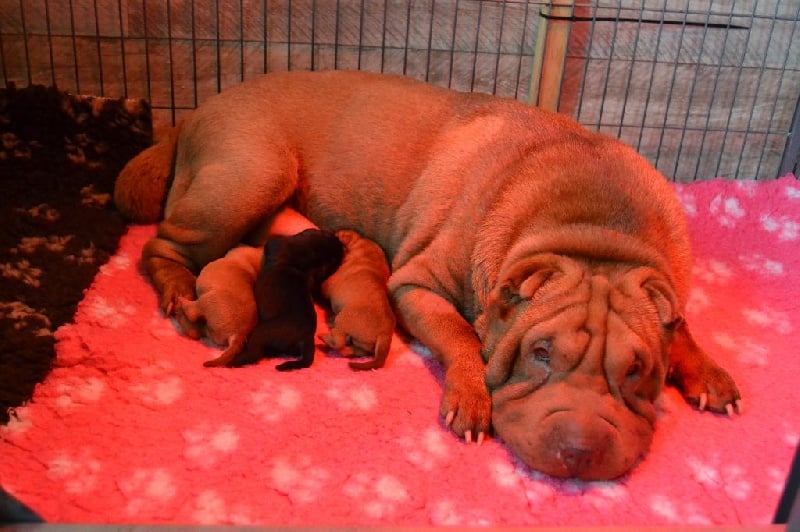 Des Lueurs Australes - Shar Pei - Portée née le 29/10/2015