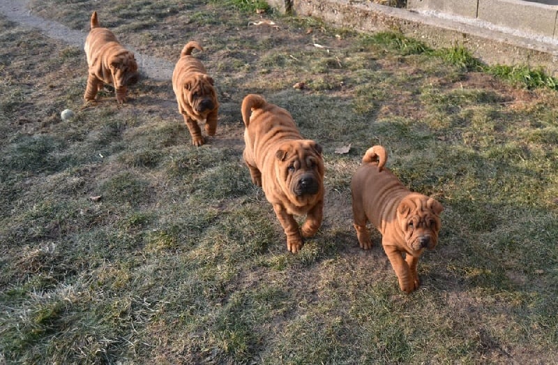 Des Lueurs Australes - Shar Pei - Portée née le 13/11/2016