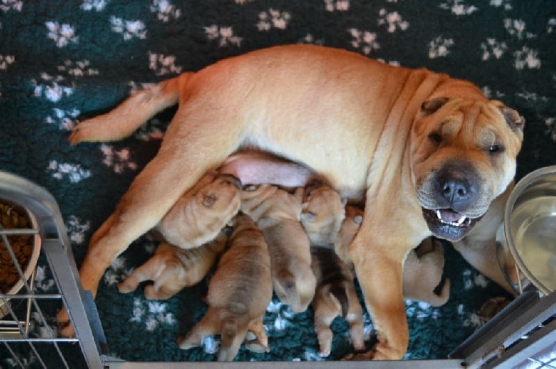 Des Lueurs Australes - Shar Pei - Portée née le 06/04/2016