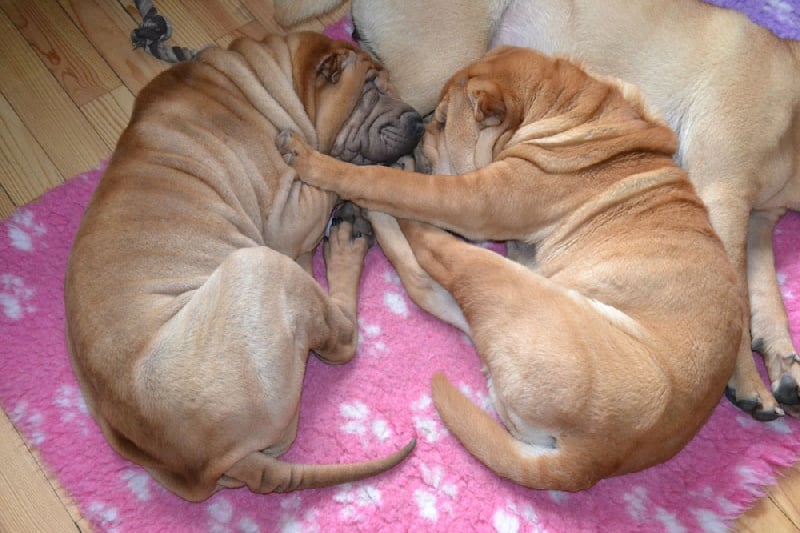 Des Lueurs Australes - Shar Pei - Portée née le 10/09/2012